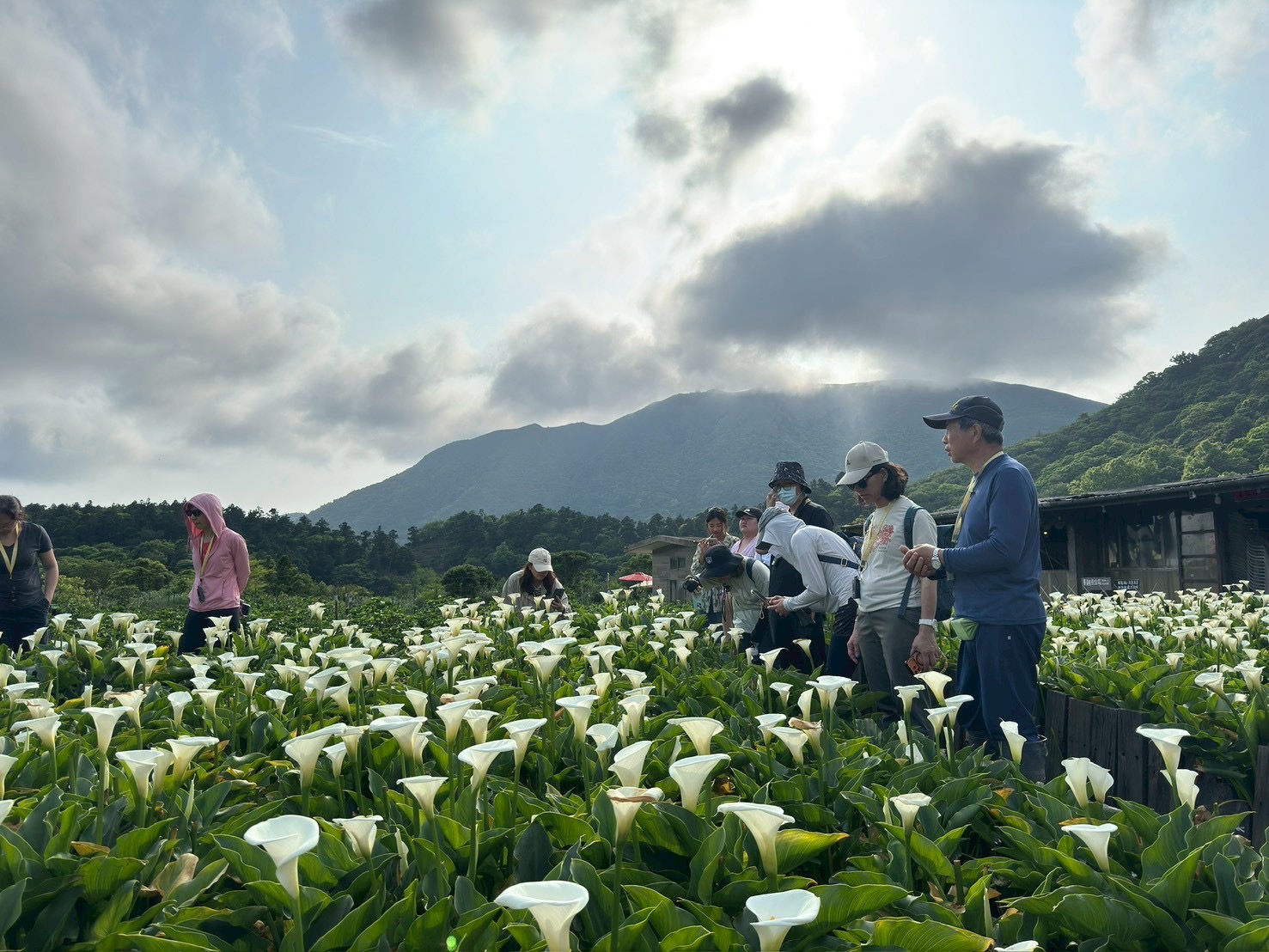 Visitors walking through a calla lily field on Yangmingshan